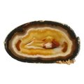Agate Slice - Carnelian centre with dark banded edge ~195mm