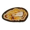 Agate Slice - Carnelian centre with dark banded edge ~220mm