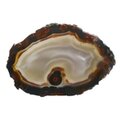 Agate Slice - Grey centre with carnelian and black edge ~380mm