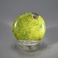 Atlantisite Flat Tumblestone ~38mm