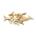 Bag of Fossilised Shark Teeth - Mixed Sizes