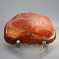 Carnelian Polished Slab ~66x41mm