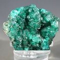 Dioptase Mineral Specimen (DRC) ~37mm