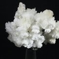 Flos Ferri Aragonite Healing Mineral ~50mm