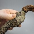 Fossilised Coprolite ~148mm