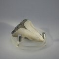 Fossilised Megalodon Tooth ~42mm
