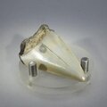 Fossilised Megalodon Tooth ~49mm