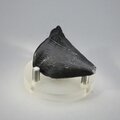 Fossilised Megalodon Tooth ~50mm