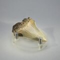 Fossilised Megalodon Tooth ~50mm