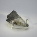 Fossilised Megalodon Tooth ~54mm