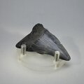 Fossilised Megalodon Tooth ~54mm