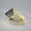 Fossilised Megalodon Tooth ~57mm
