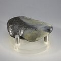 Fossilised Megalodon Tooth ~57mm