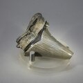 Fossilised Megalodon Tooth ~58mm