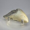Fossilised Megalodon Tooth ~62mm