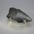 Fossilised Megalodon Tooth ~65mm