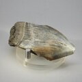 Fossilised Megalodon Tooth ~67mm