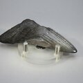 Fossilised Megalodon Tooth ~85mm