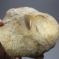 Fossilised Mosasaur Tooth on Matrix ~125 x 105mm