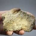 Fossilised Mosasaur Tooth on Matrix ~95 x 95mm