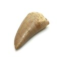Fossilised Mosasaur Tooth - Small
