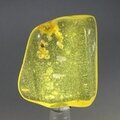 Insect in Amber Specimen ~40mm