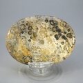 Leopard Skin Jasper Palmstone (Extra Grade) ~70x50mm