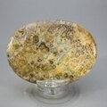 Leopard Skin Jasper Palmstone (Extra Grade) ~70x50mm