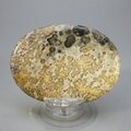 Leopard Skin Jasper Palmstone (Extra Grade) ~70x50mm