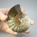 Madagascan Ammonite Fossil Pair ~8.5cm