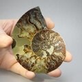 Madagascan Ammonite Fossil Pair ~9cm