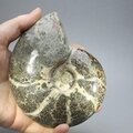 Madagascan Ammonite Fossil (with iridescent Ammolite) ~11.6cm