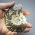 Madagascan Ammonite Fossil (with iridescent Ammolite) ~9.3cm