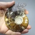 Madagascan Ammonite Fossil (with iridescent Ammolite) ~9.4cm