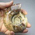 Madagascan Ammonite Fossil (with iridescent Ammolite) ~9.4cm