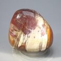 Petrified Wood Extra Large Tumblestone ~45mm