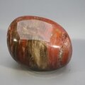 Petrified Wood Extra Large Tumblestone ~53mm