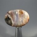 Petrified Wood Massage Stone ~40mm