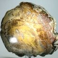 Petrified Wood Polished Tile ~154mm