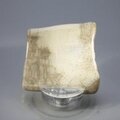 Petrified Wood Polished Tile ~44mm
