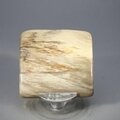 Petrified Wood Polished Tile ~49mm