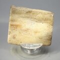 Petrified Wood Polished Tile ~50mm