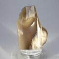 Petrified Wood Polished Tile ~56mm
