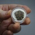 Phacops Trilobite Fossil ~18mm