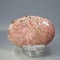 Rhodochrosite Palmstone (Extra Grade) ~53x37mm