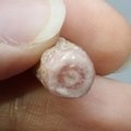 Rhodochrosite Stalagmite Stem ~15mm