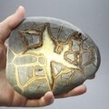 Septarian Polished Nodule ~10cm