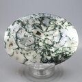 Tree Jasper Palmstone (Extra Grade) ~70x50mm