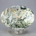 Tree Jasper Palmstone (Extra Grade) ~70x50mm