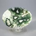Tree Jasper Palmstone (Extra Grade) ~70x50mm